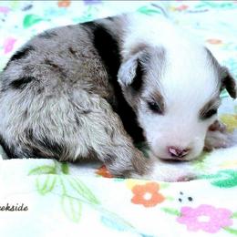 Myles - Blue merle male Miniature Australian Shepherd puppy in Punta Gorda, Florida from Christie's Creekside Aussies