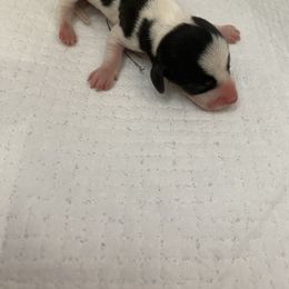 Maya - Piebald female Dachshund puppy in Magnolia, Texas from Carrie’s Countryside Dachshunds
