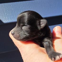 3 - Black female Pomeranian puppy in Hooksett, New Hampshire from Granite State Pomeranians