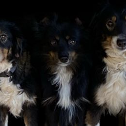 Izzy - Toy Australian Shepherd