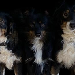 Izzy - Toy Australian Shepherd