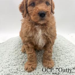 Oatty - Red  male Goldendoodle puppy in Sunman, Indiana from Brunsman Country Doodles LLC