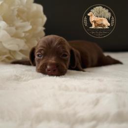 Hope - Chocolate female Dachshund puppy in Lumber City, Georgia from Willow Run LLC