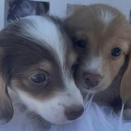 Dachshunds from House of Dachshunds Texas