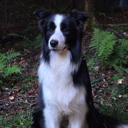 Kai - Border Collie