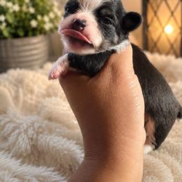 Diaper - Black and white male Chihuahua puppy in Parkland, Washington from Best pets
