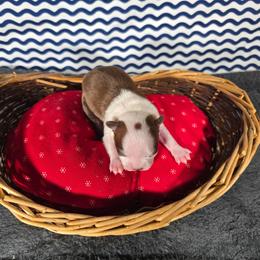 Emily - Red female Boston Terrier puppy in Millers Creek, North Carolina from Tumbling Shoals Hilltop Bostons