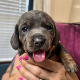 Dachshund Puppies from Dachshund Family Love Breeders