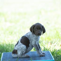 German Shorthaired Pointer and Vizsla Puppies from Nosam Kennels
