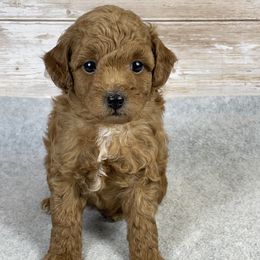 Pumpkin - Red  male Goldendoodle puppy in Millersburg, Ohio from Ohio Puppy Paws