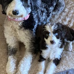 Aussiedoodle and Australian Shepherd Puppies from Junipersdoodles