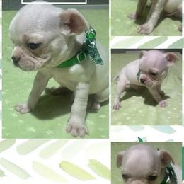 Gill - Seal and white male Boston Terrier puppy in Brazos Point, Texas from TX Southern Belle Bostons