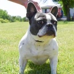 Peanut - French Bulldog