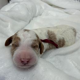 Charlie - Parti male Goldendoodle puppy in Stratford, New Jersey from Meadow Lark Doodles