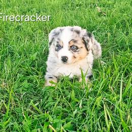 Firecracker - Blue merle male Australian Shepherd puppy in Owensboro, Kentucky from JnT's Bluegrass Mini Aussies