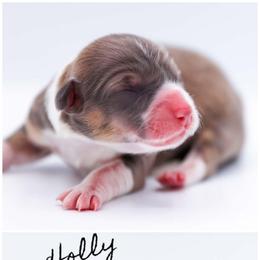 Holly - Sable female Pembroke Welsh Corgi puppy in Poteau, Oklahoma from Half-Pint Corgis