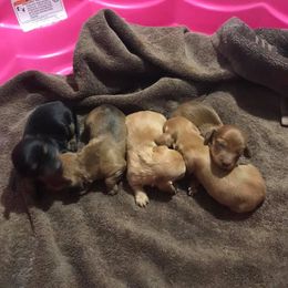 Dachshund Puppies from Bloomingtails Doxies