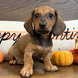 Dustin - Red male Dachshund puppy in Sulphur Springs, Texas from K & G Doxies