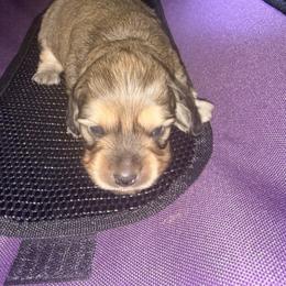 Dachshund puppies from SunnySeaDachs