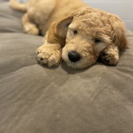 Goldendoodle Puppies from Jeanbeans Doodles