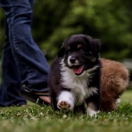Australian Shepherd Puppies from Larkwood Australian Shepherds