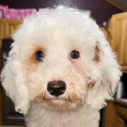 Grumpy - White male Poodle puppy in Akeley, Minnesota from Blessed Acres Miniature Poodles