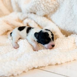 Olaf - Parti male Poodle puppy in Chapel Hill, North Carolina from Cyndi’s Poodles