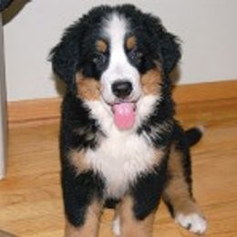 Bernese Mountain Dog Puppies from Diana Wilson
