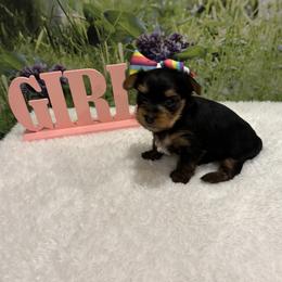 Yorkshire Terrier puppies from Mary Yorkies in Ga