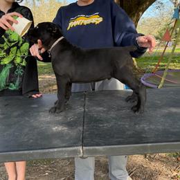 Gray - Black male Cane Corso puppy in Opelousas, Louisiana from Azelees Cane Corso