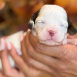 February - Tri-color female Cavapoo puppy in Yuciapa, California from AlltheDoodlez_