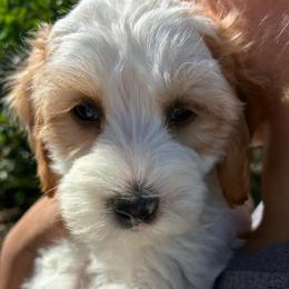 Sneezy - Brown and white male Cockapoo puppy in Adrian, Oregon from ApplebyFarm