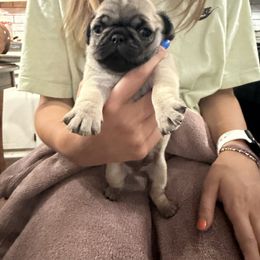 Teddy - Fawn male Pug puppy in Lexington, Alabama from Cook Grandy