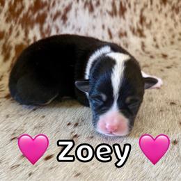 Zoey - Black and tan female Pembroke Welsh Corgi puppy in Corning, California from C.H. Pembroke Corgis