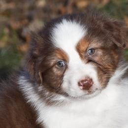 Utah - Red tri-color male Australian Shepherd puppy in Easton, Missouri from MMA Kennel