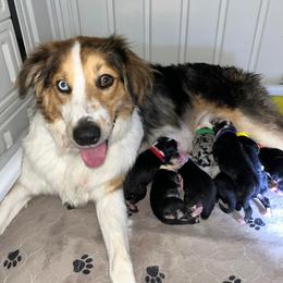 Australian Shepherd puppies from Virginia's Australian Shepherds