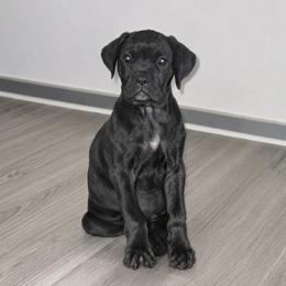 Peaches - Black brindle female Cane Corso puppy in Haslet, Texas from Trained To Go Corso Kennels (T.T.G. Corso Kennels)