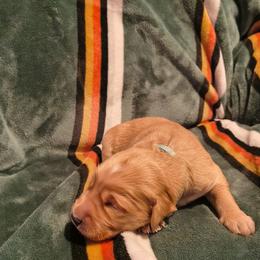 Frost (blue collar) - Dark golden male Golden Retriever puppy in Tenino, Washington from Oak River Goldens'