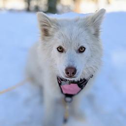 Sequoia  - Pomsky