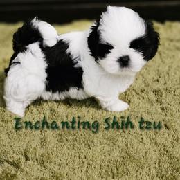 AKC, Buddy black and white 1300 - Black and white male Shih Tzu puppy in Dexter, Kentucky from Enchanting Shih tzu