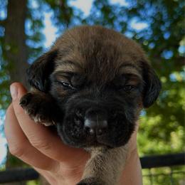 Sloane - Apricot female Mastiff puppy in Wewoka, Oklahoma from P Diamond Mastiffs
