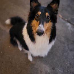 Liberty - Collie