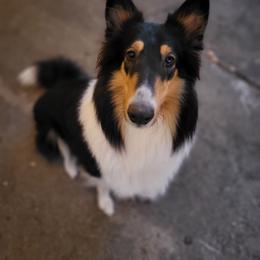 Liberty - Collie
