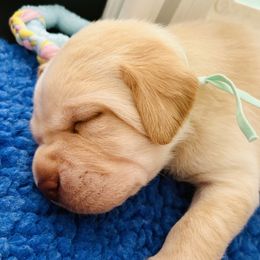 Labrador Retriever Puppies from Pleasant Valley Creekside Ranch, LLC