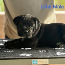 Lime Collar - Black male Cane Corso puppy in Paris, Texas from Knucklehead Cane Corso