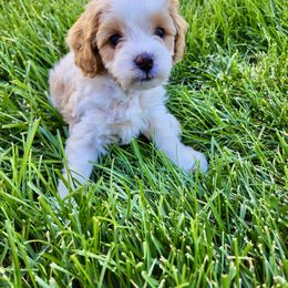 Cavapoo Puppies from Ellas.Pups