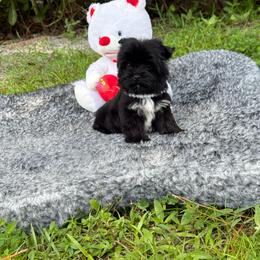 Yorkshire Terrier puppies from Puppies Forever 💙❤️🐶