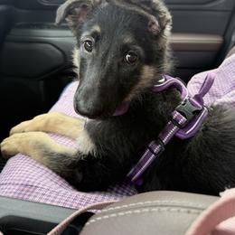 German Shepherd Puppies from dukleth
