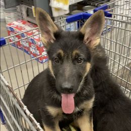 German Shepherd Puppies from Celtic Rose German Shepherds