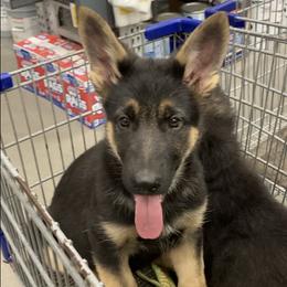 German Shepherd Puppies from Celtic Rose German Shepherds
